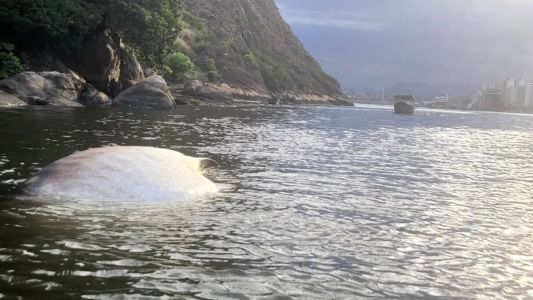 Tubarões-baleia não costumam aparecer no litoral do Sudeste