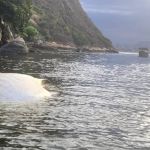 Maior peixe do mundo é encontrado morto no litoral do Espírito Santo