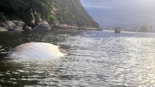 Tubarões-baleia não costumam aparecer no litoral do Sudeste