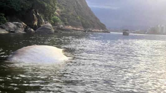Tubarões-baleia não costumam aparecer no litoral do Sudeste