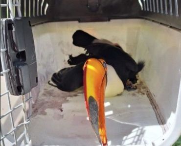 Bombeiros resgatam tucano com fratura na pata em empresa de Formiga