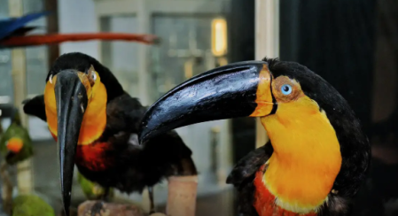 Tucano