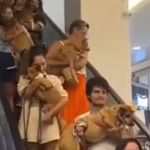 Encontro de vira-latas caramelo em shopping repercute nas redes sociais