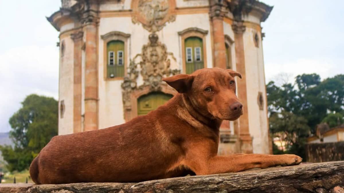 Tutores e celebração de São Francisco: Cuidado com os animais