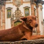 Tutores e celebração de São Francisco: Cuidado com os animais
