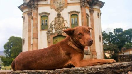 Tutores e celebração de São Francisco: Cuidado com os animais