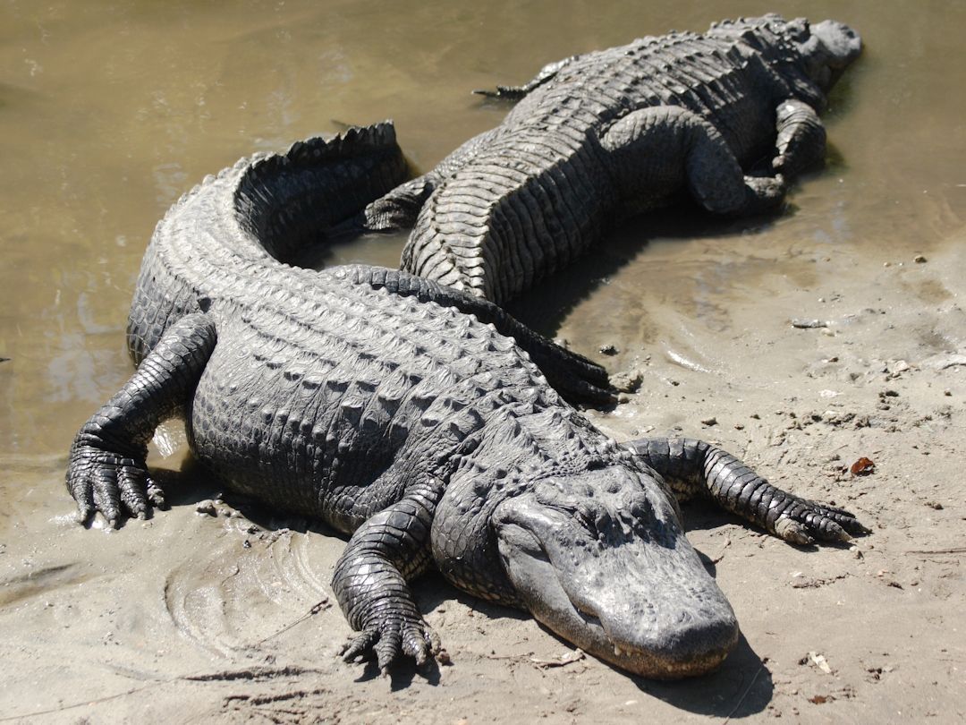 Mulher que morreu ao ser atacada por jacaré teve braços arrancados pelo animal