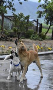 Dois cães