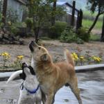UFOP e IFMG adotam ações conjuntas sobre presença de cães nos campi