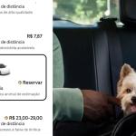 Uber Pet chega a BH e passageiros já podem levar seus animais no carro; veja como usar
