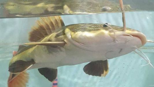 UFPA já descobriu 21 espécies no Xingu e tem um dos maiores bancos de dados sobre peixes da Amazônia.