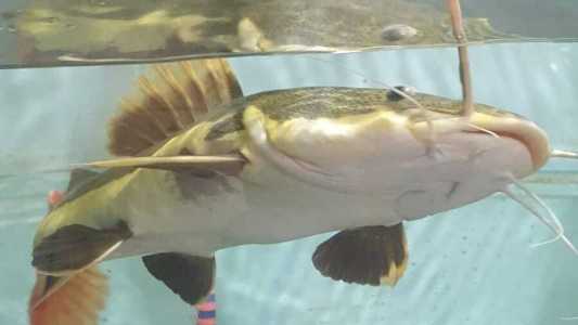 UFPA já descobriu 21 espécies no Xingu e tem um dos maiores bancos de dados sobre peixes da Amazônia.