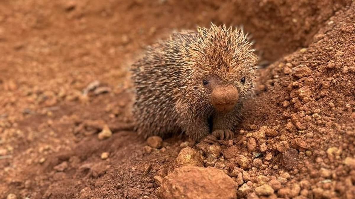 Cães acabam no veterinário após tentar atacar ouriço em Minas