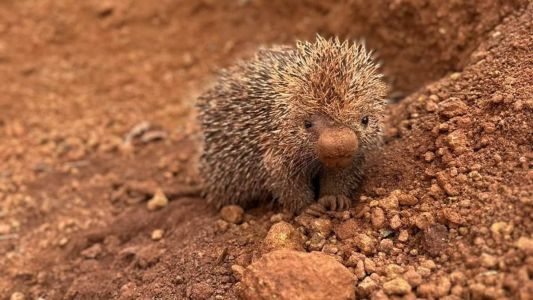 Um filhote de ouriço foi encontrado no local