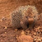 Cães acabam no veterinário após tentar atacar ouriço em Minas