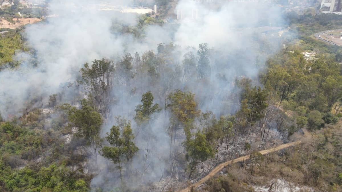 Incêndio atinge mata da UFMG e mobiliza Bombeiros em BH