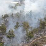 Incêndio atinge mata da UFMG e mobiliza Bombeiros em BH