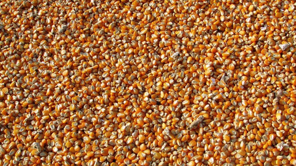 Preço do milho despenca: oferta em alta e compradores pressionam mercado