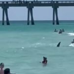 Vídeo: tubarão nada ao lado de banhistas em praia lotada na Flórida
