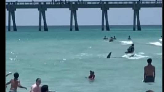 Um vídeo mostra o tubarão nandando agressivamente na praia, enquanto pessoas gritavam "saia da água" para os banhistas