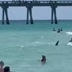 Vídeo: tubarão nada ao lado de banhistas em praia lotada na Flórida