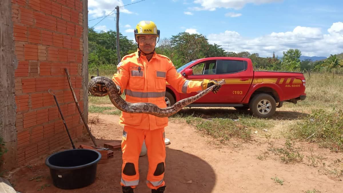 Cobra de 1,5 metro é capturada por bombeiros no quintal de casa no interior de Minas Gerais