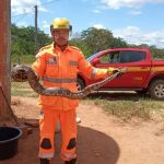 Cobra de 1,5 metro é capturada por bombeiros no quintal de casa no interior de Minas Gerais