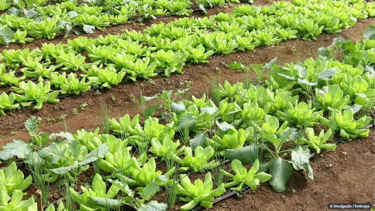 Brasil terá programa nacional para produção de alimentos saudáveis