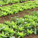 Brasil terá programa nacional para produção de alimentos saudáveis