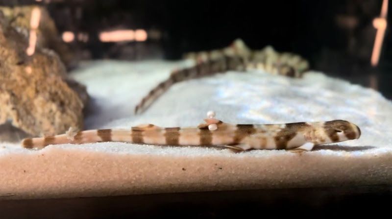 Pouco documentado, tubarão Freycineti nasce no AquaRio e marca avanço para a ciência