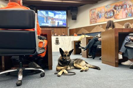Cães do Corpo de Bombeiros acompanham sessão na Câmara Municipal de Belo Horizonte