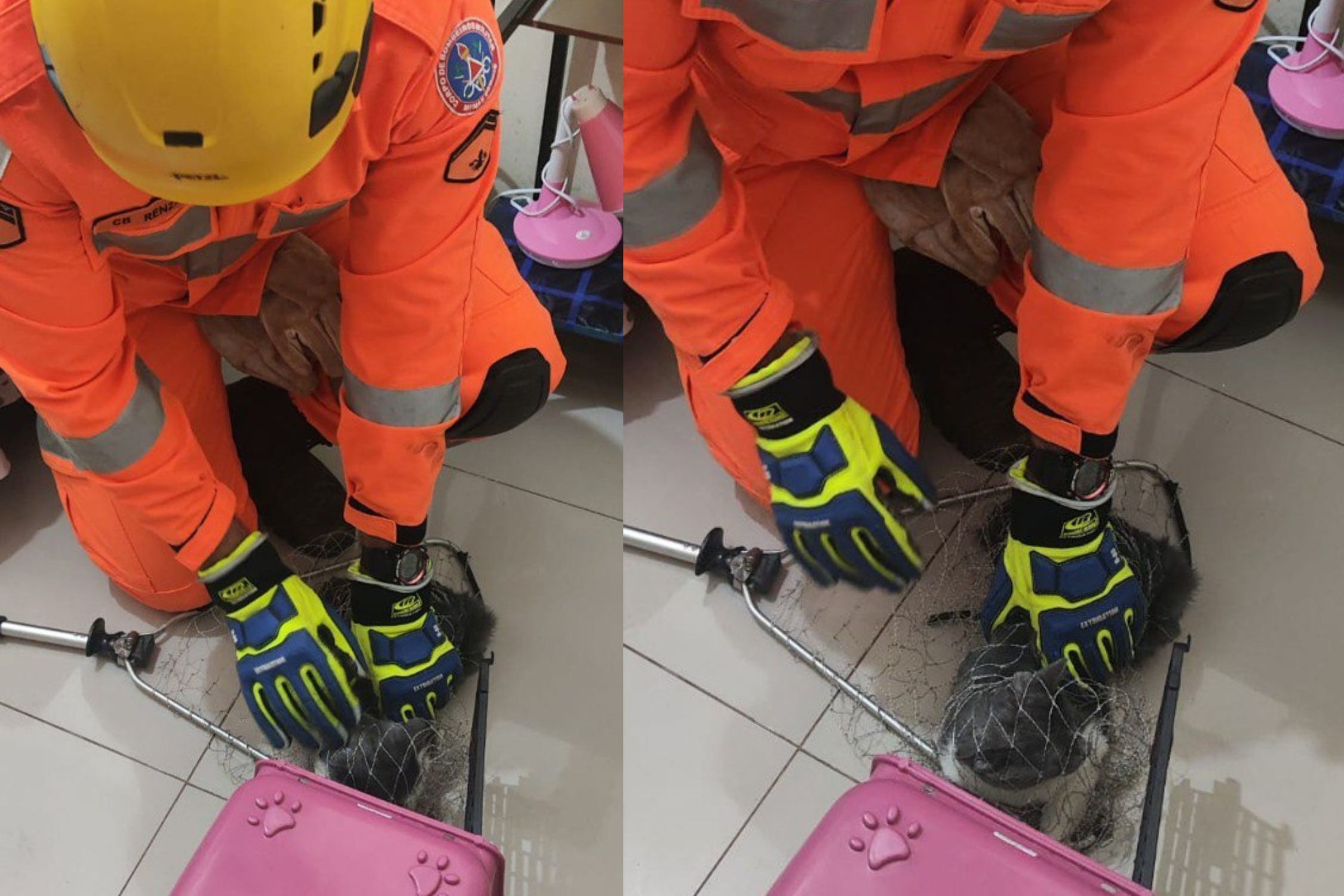 Cliente esquece gato em hotel e Bombeiros precisam resgatá-lo em Minas
