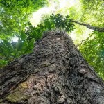Captura de carbono na Amazônia está em risco, alerta estudo