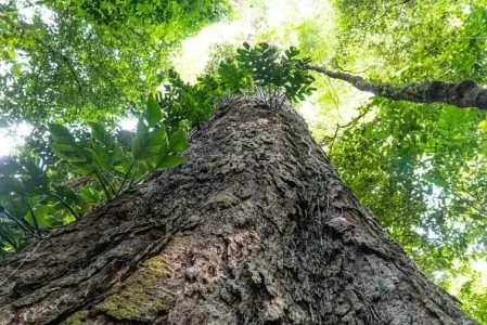 A proteção das florestas é decisiva para conter o aquecimento global