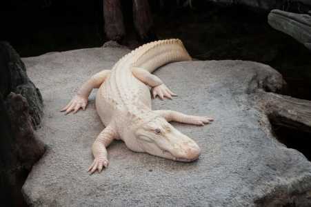 Claude, jacaré albino que era ícone de São Francisco