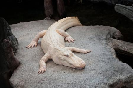 Claude, jacaré albino que era ícone de São Francisco