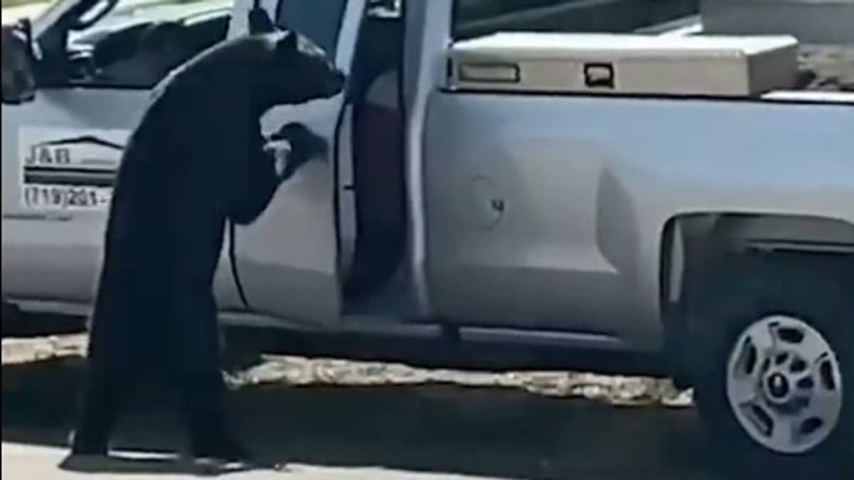 Vídeo: urso abre porta de caminhonete e furta bolsa térmica 