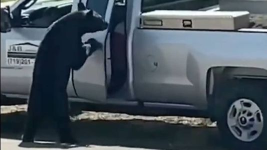 Urso abre porta de caminhonete e furta bolsa de comida