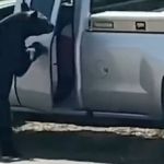 Vídeo: urso abre porta de caminhonete e furta bolsa térmica 