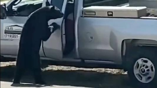 Urso abre porta de caminhonete e furta bolsa de comida