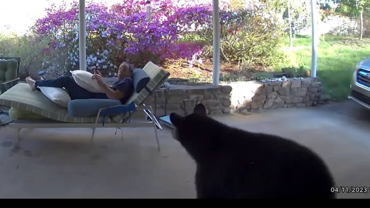 Vídeo: urso invade casa e assusta morador nos Estados Unidos  