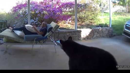 Urso negro invade casa e assusta morador