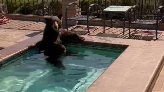 Urso negro se refresca em piscina doméstica na Califórnia