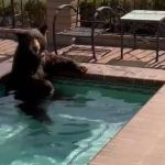 Urso usa piscina de casa na Califórnia para fugir do calor  
