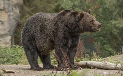 Urso pardo