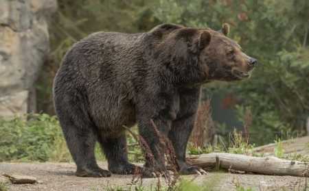 Urso pardo
