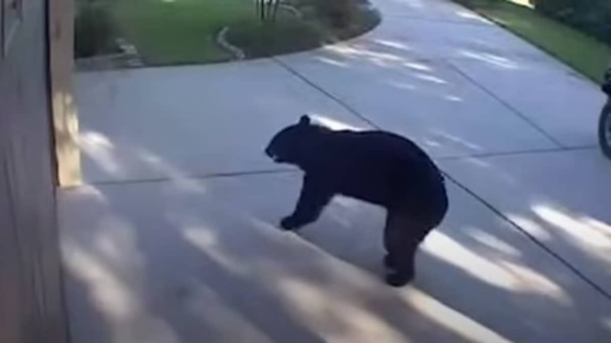 Vídeo: urso de três patas entra em casa, abre freezer e bebe cerveja