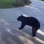 Vídeo: urso de três patas entra em casa, abre freezer e bebe cerveja