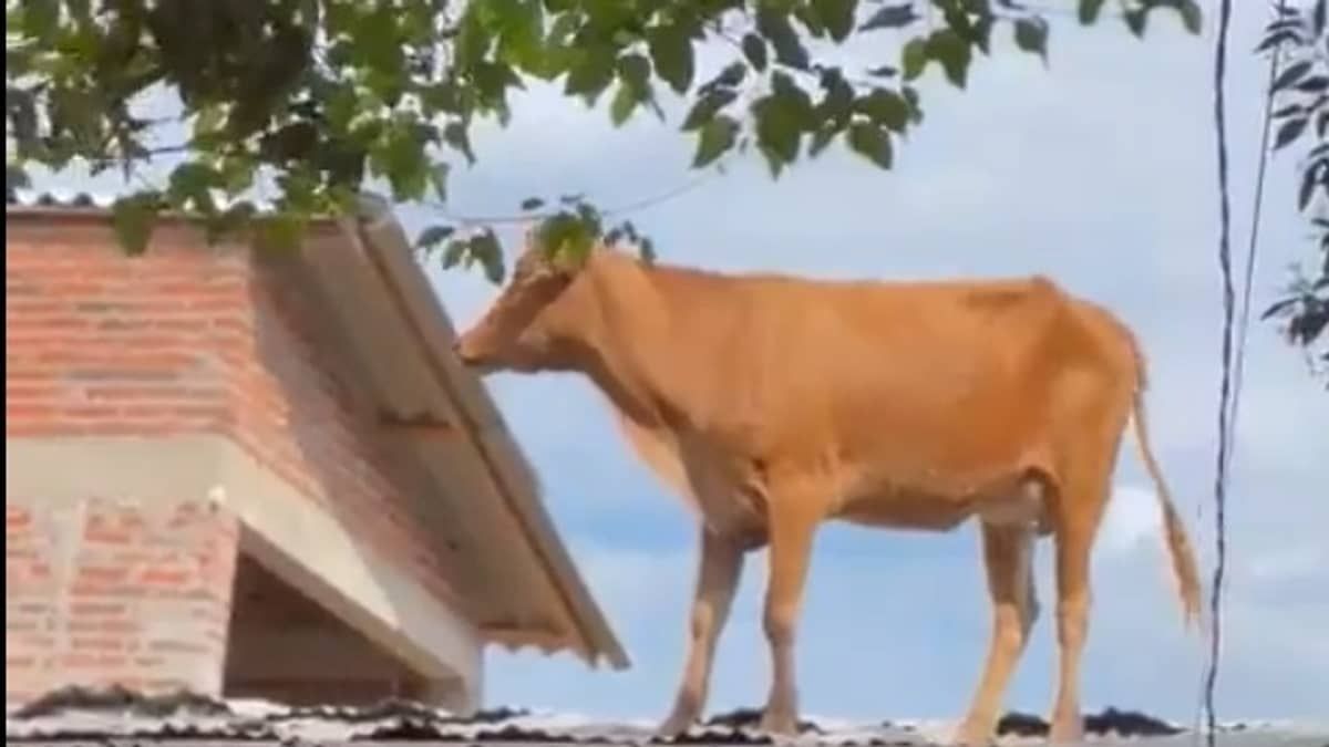 Vídeo: vaca vai parar em telhado de casa após fortes chuvas no Rio Grande do Sul
