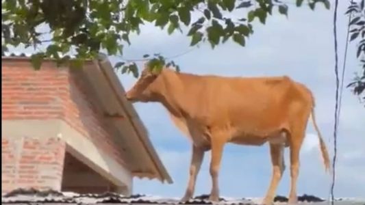 Vaca apareceu no telhado de uma casa